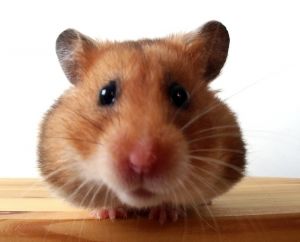 FileHamster